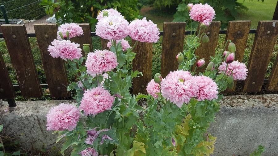 Schlafmohn 7