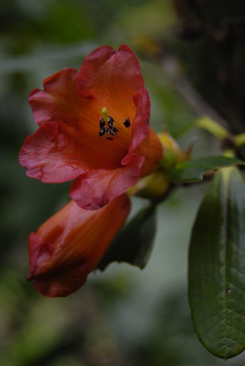Rododendro