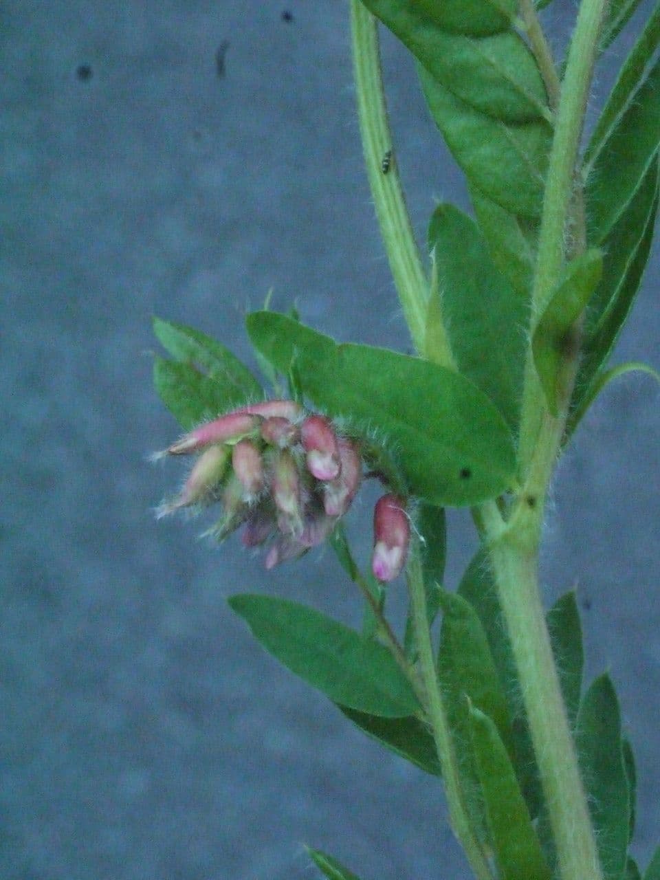 Platterbse 24