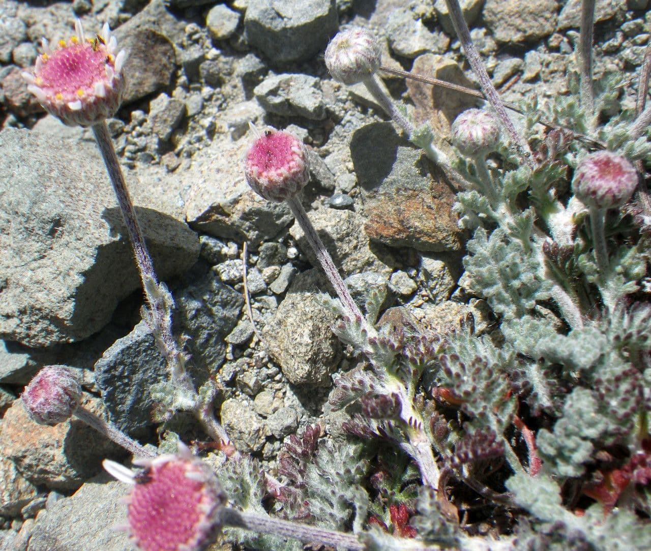 Camomilla 6