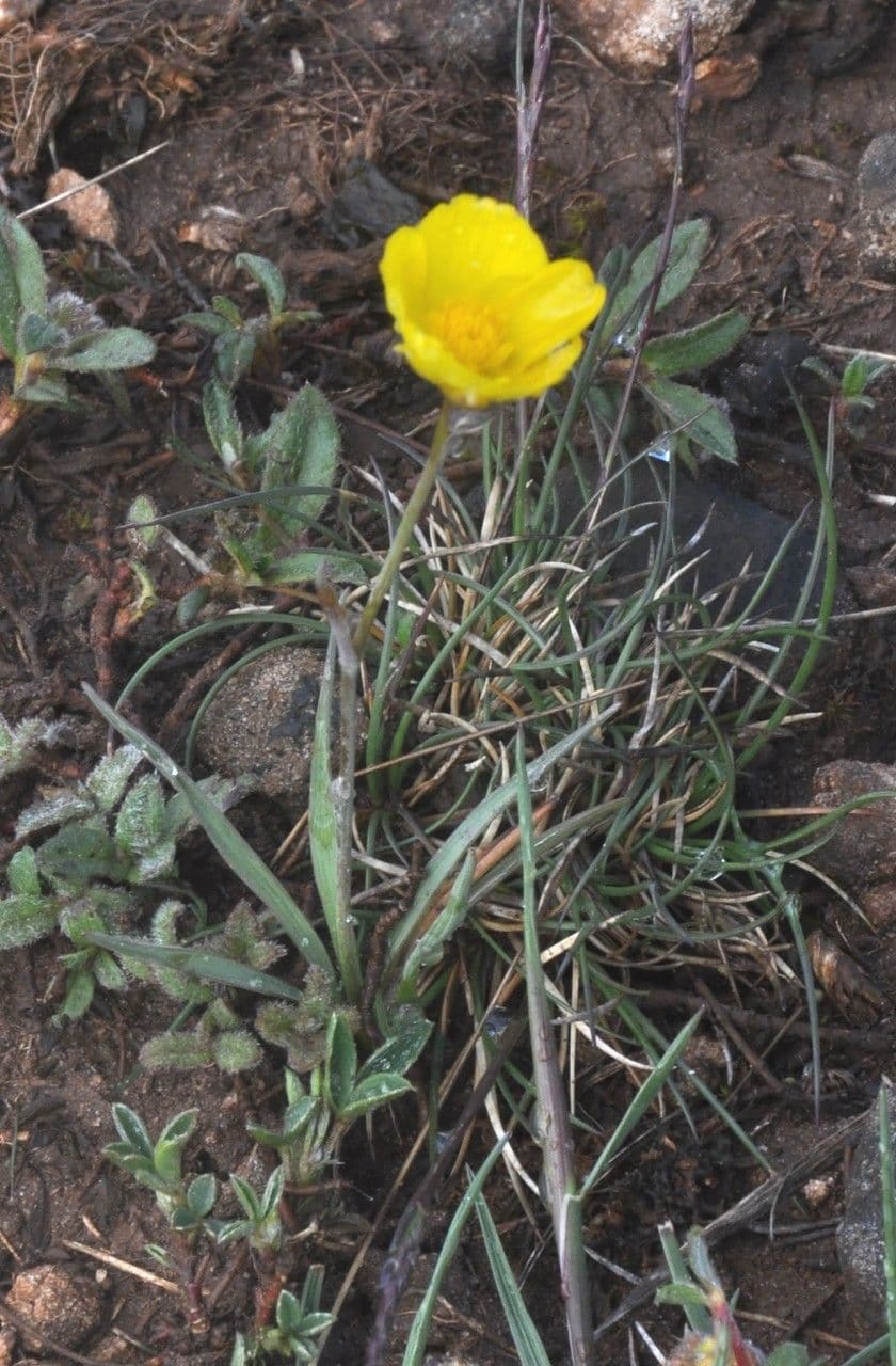 Ranunculus gramineus 12