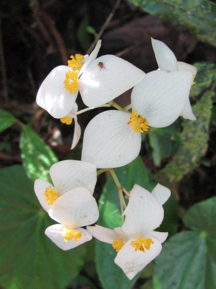 Begonia 7