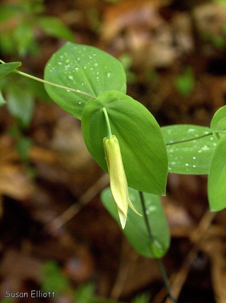 Uvularia perfoliata 14