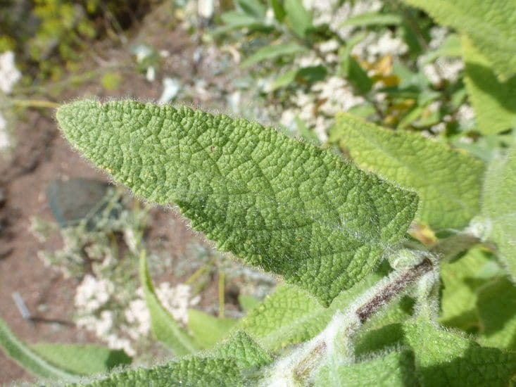 Salvia brocca 14