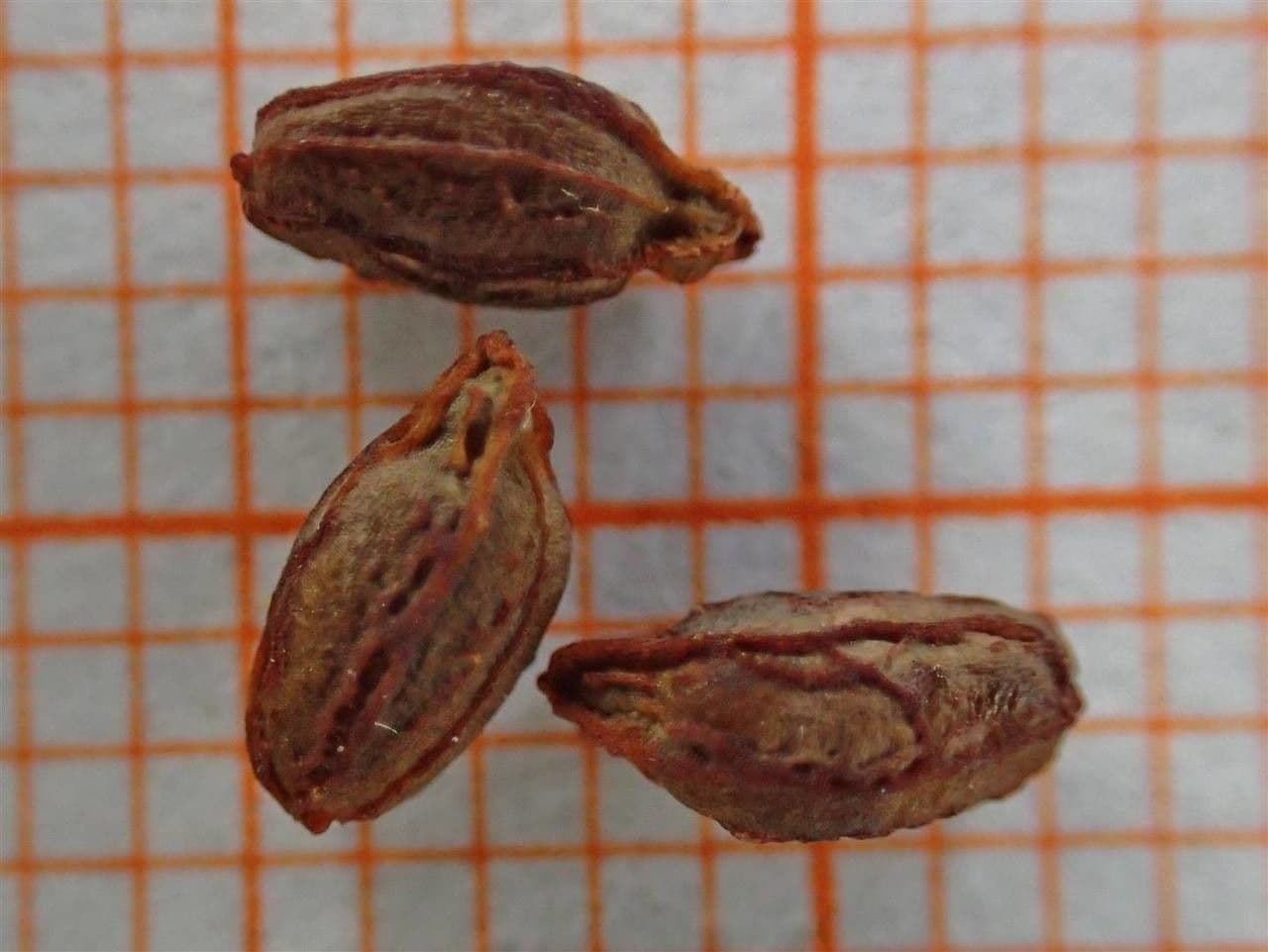 Erba impaziente 27