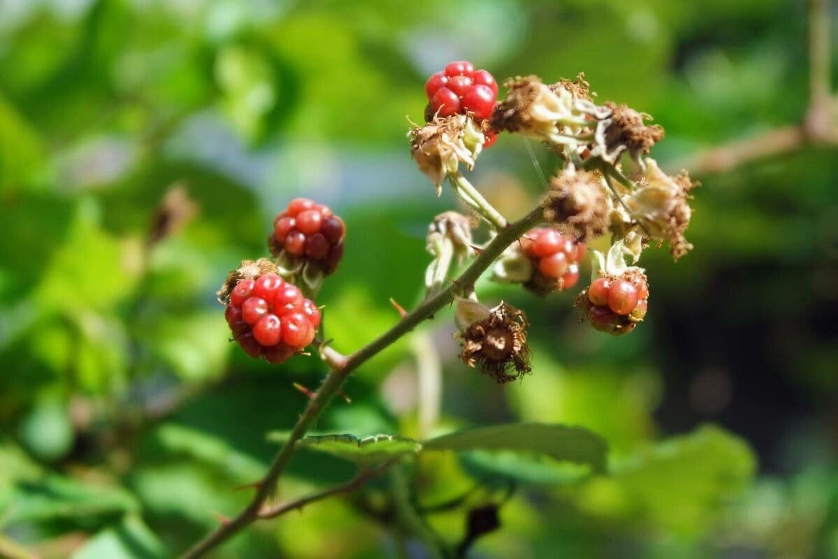 Berg-Brombeere 2