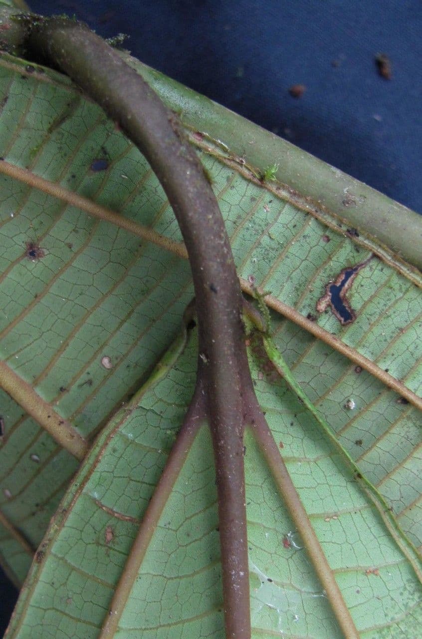 Miconia nutans 3