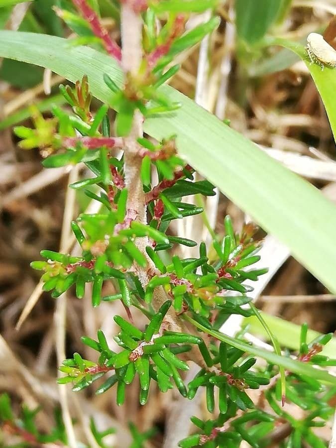 Graue Heide 19