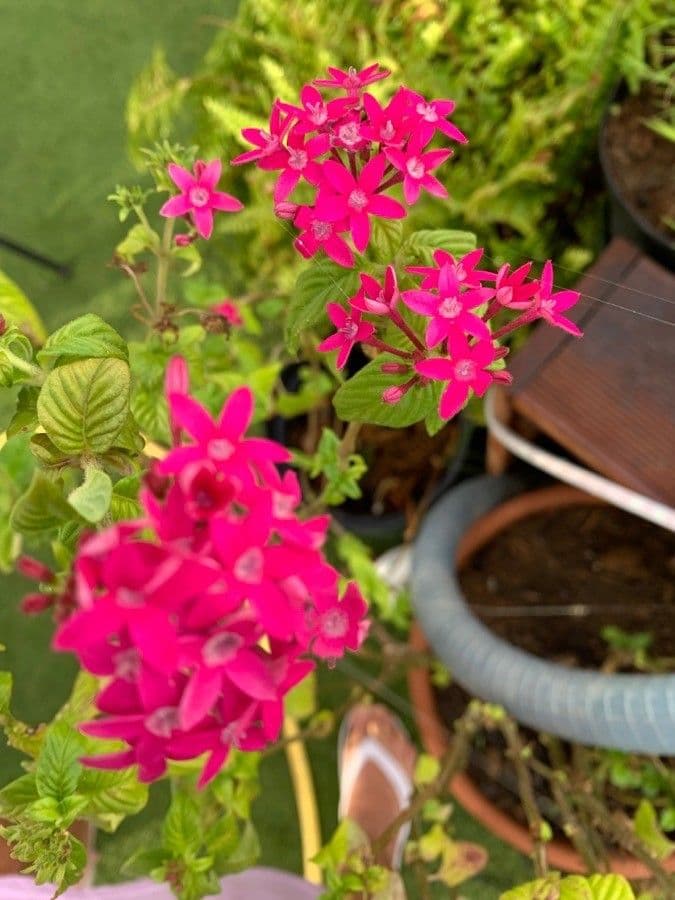 Pentas 24