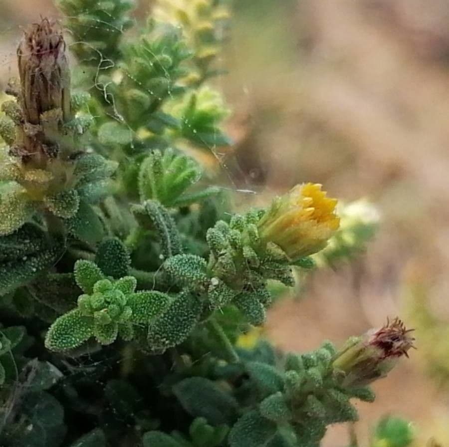 Chiliadenus lopadusanus