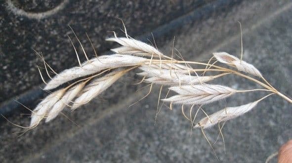 Brome lancéolé 3