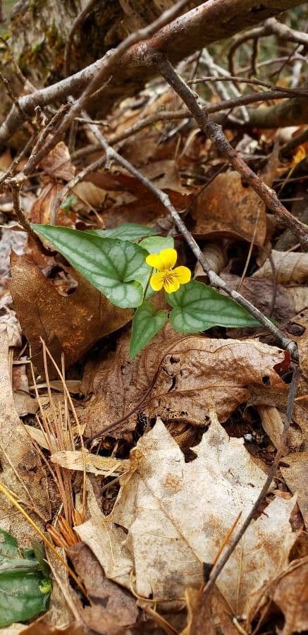 Viola hastata