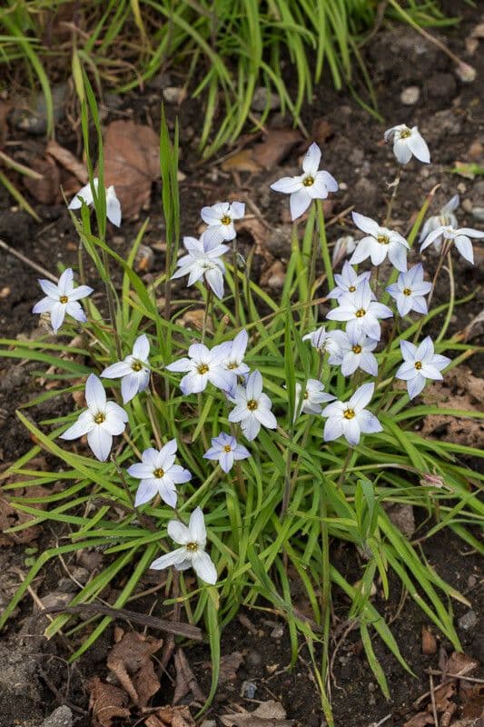 Frühlingsstern