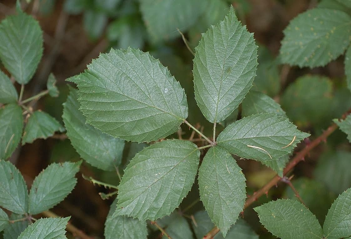 Pyramiden-Brombeere 14