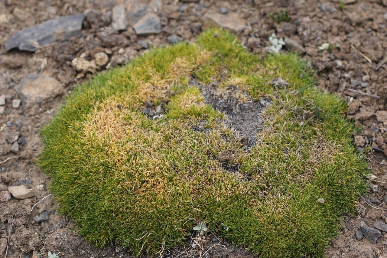 Aciachne 3