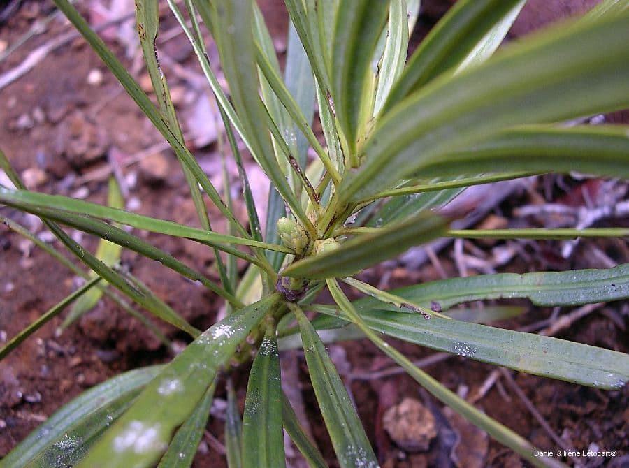 Podocarpus 5