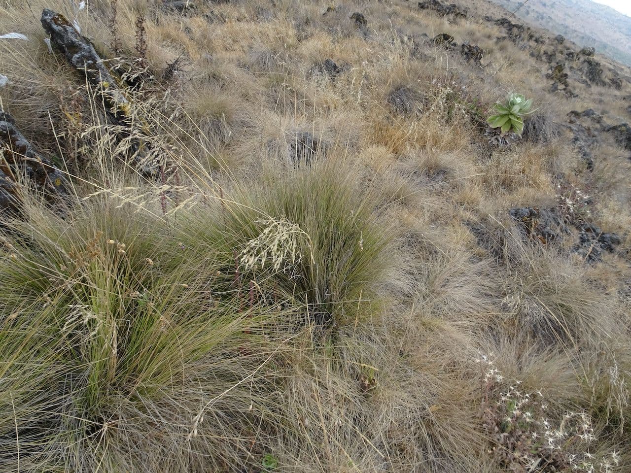 Festuca 3