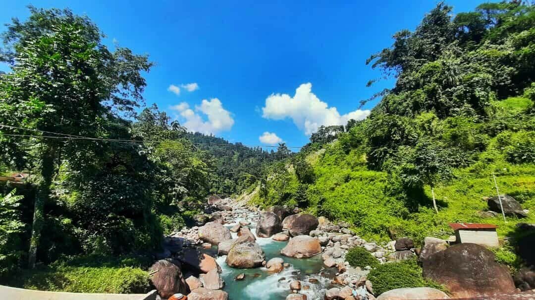 Araucaria 9