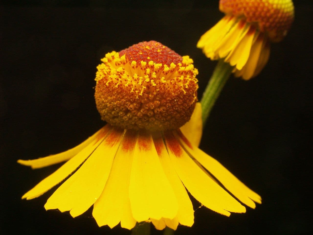 Hélenium élégant 4
