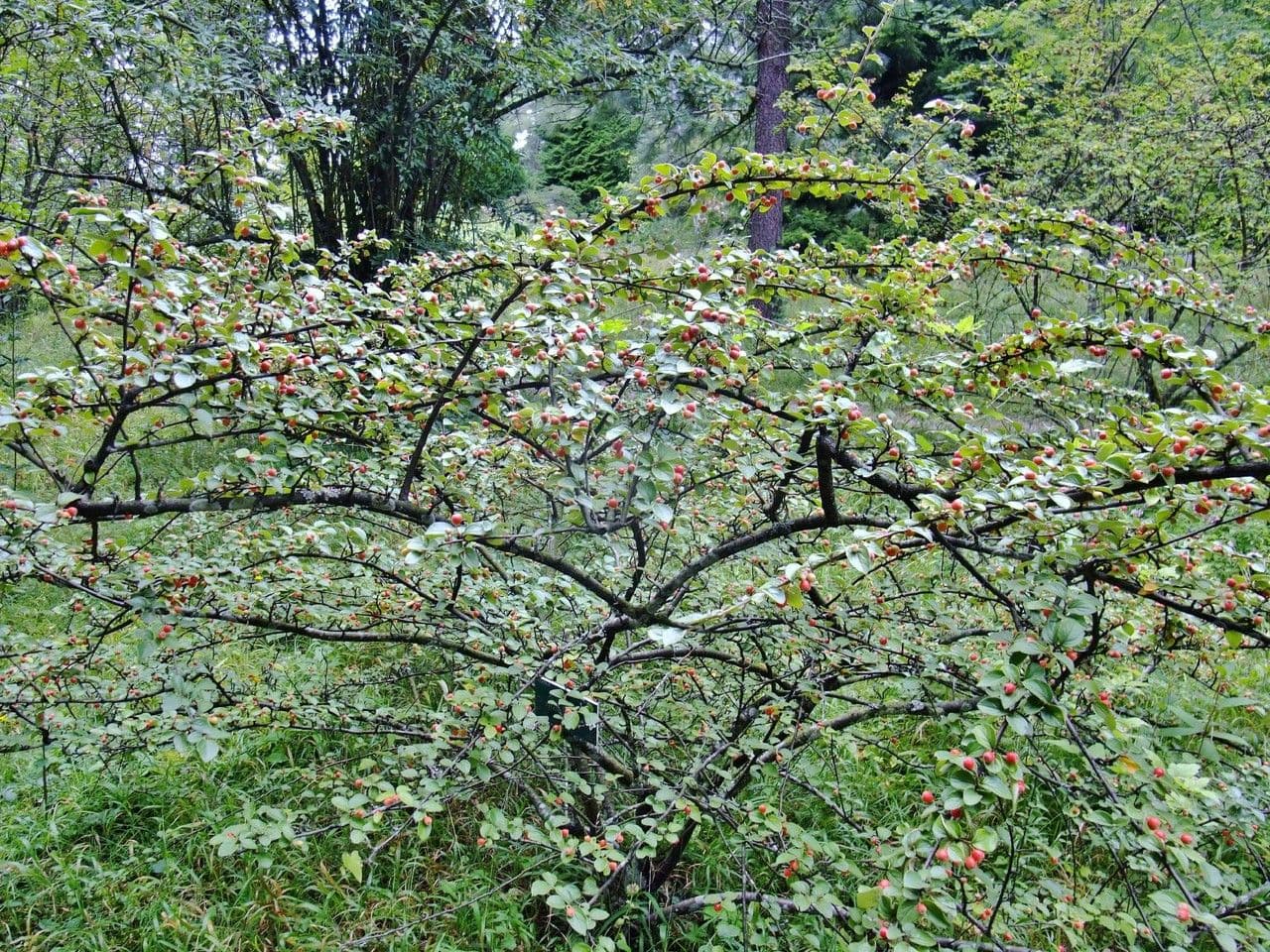 Cotonéaster