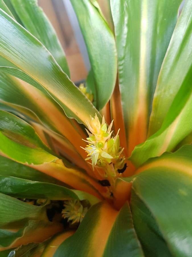 Chlorophytum 9