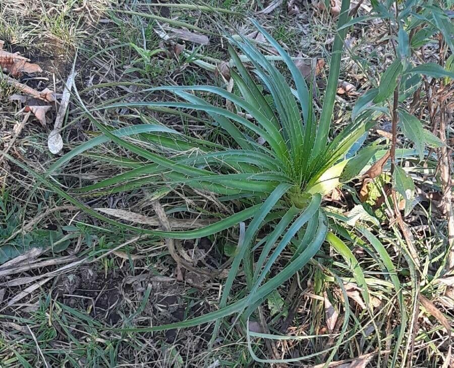 Panicaut paniculé 10