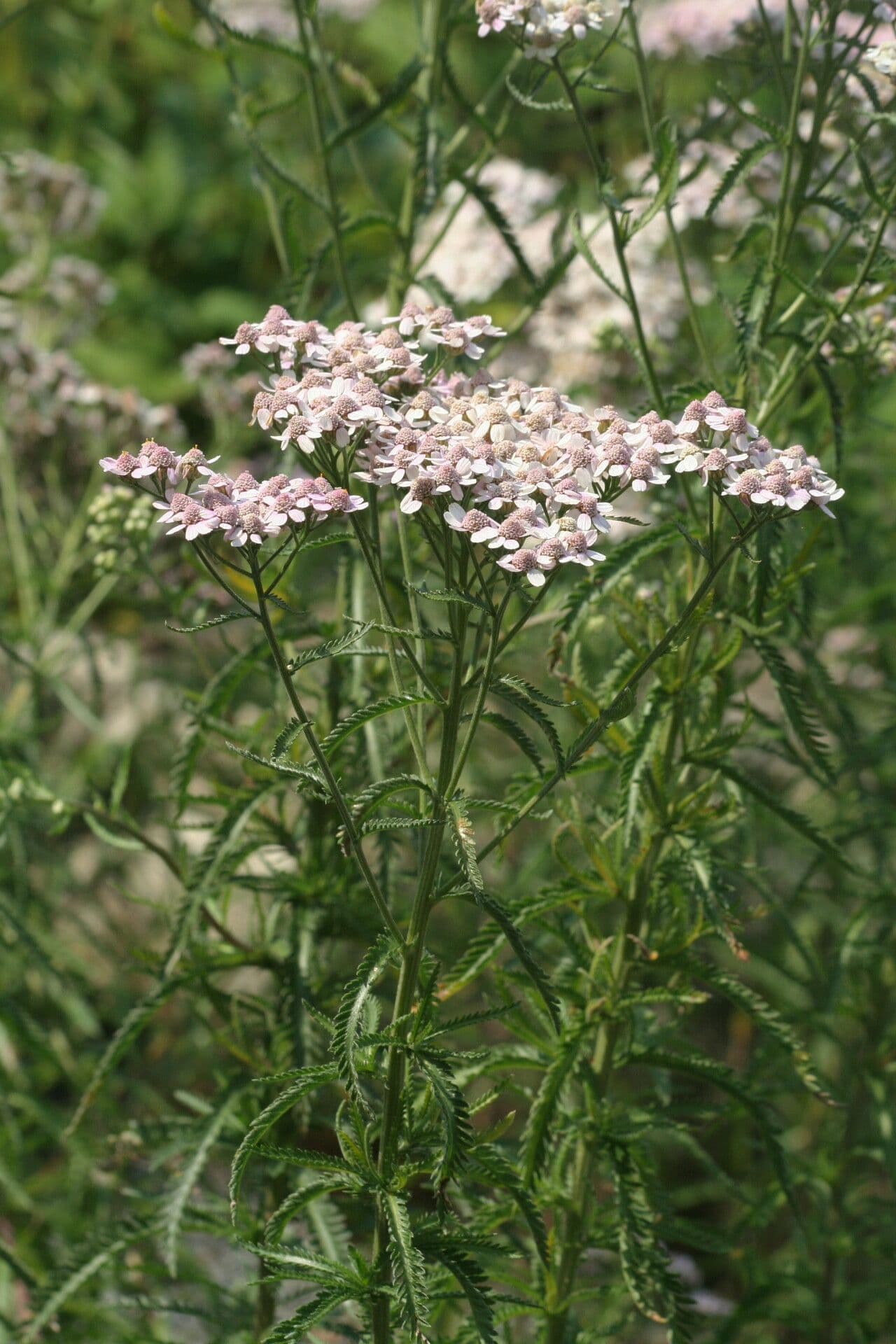 Achillée alpine