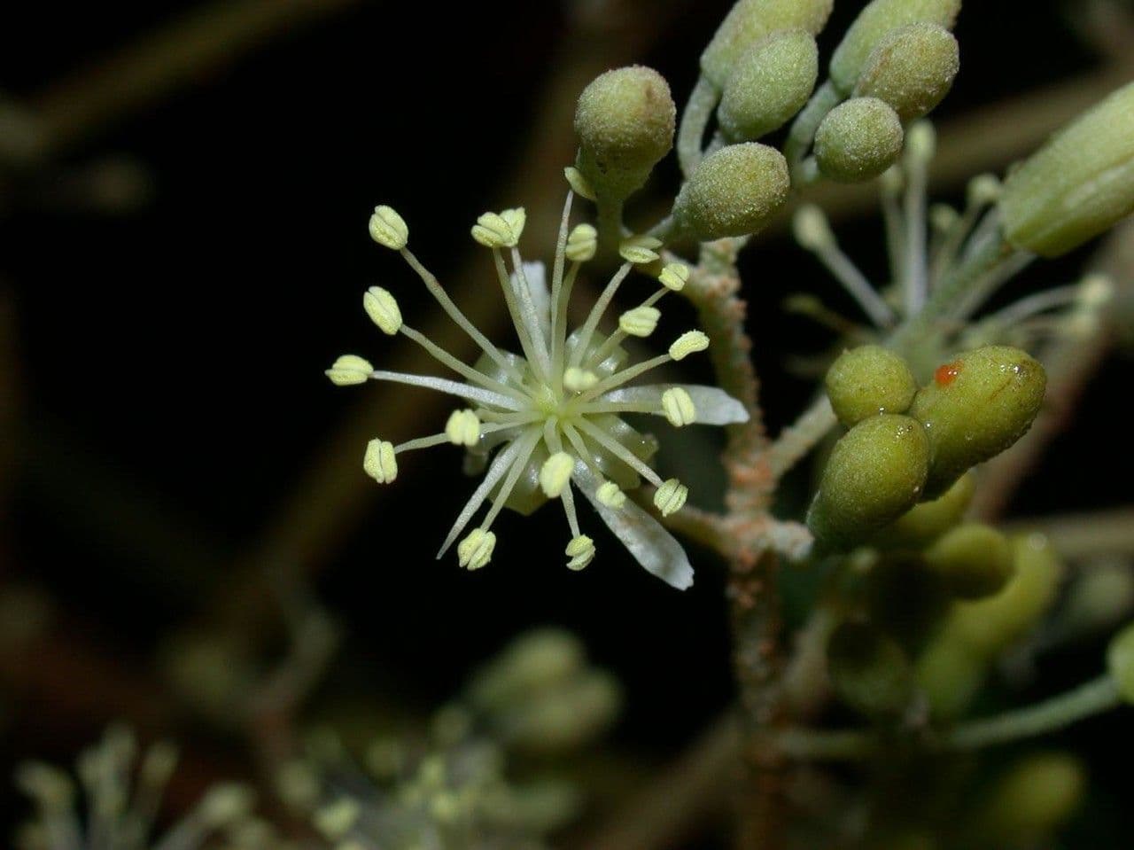 Heliocarpus 9