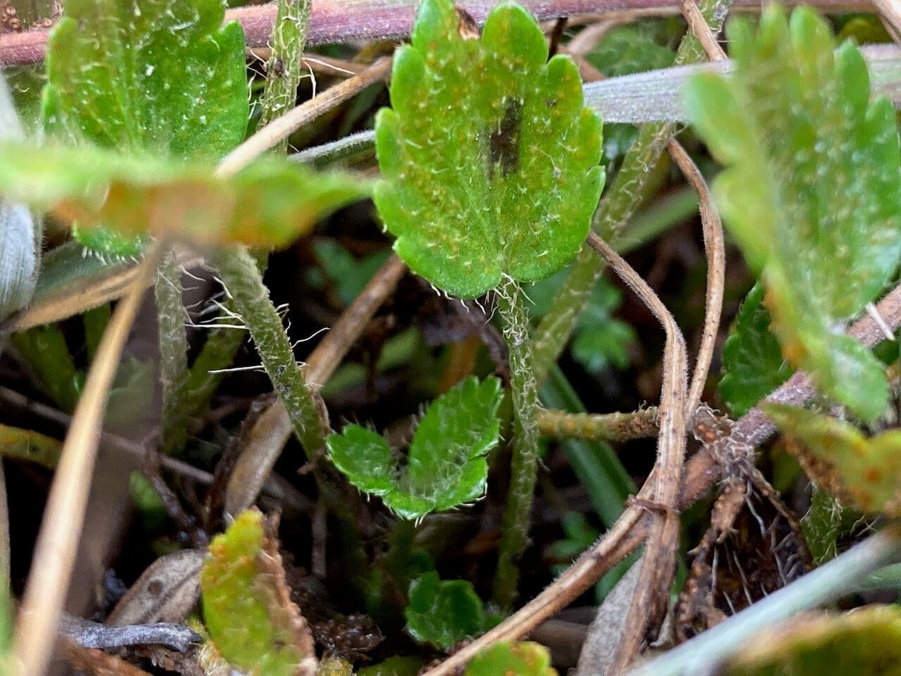 Azorella crenata 11