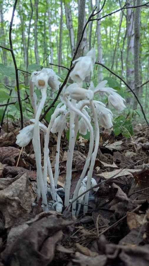 Ipopitide uniflora 14