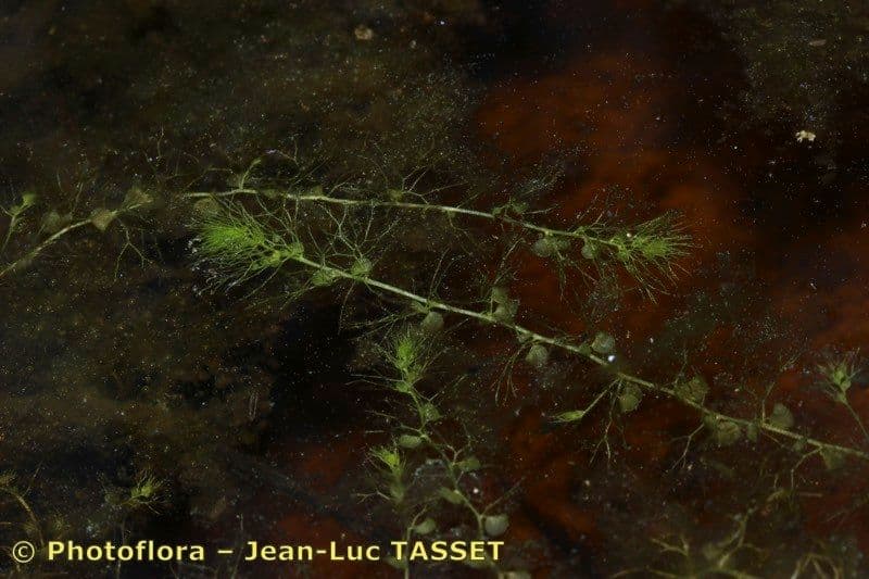 Erba vescica 27