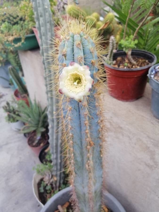 Pilosocereus pachycladus 5