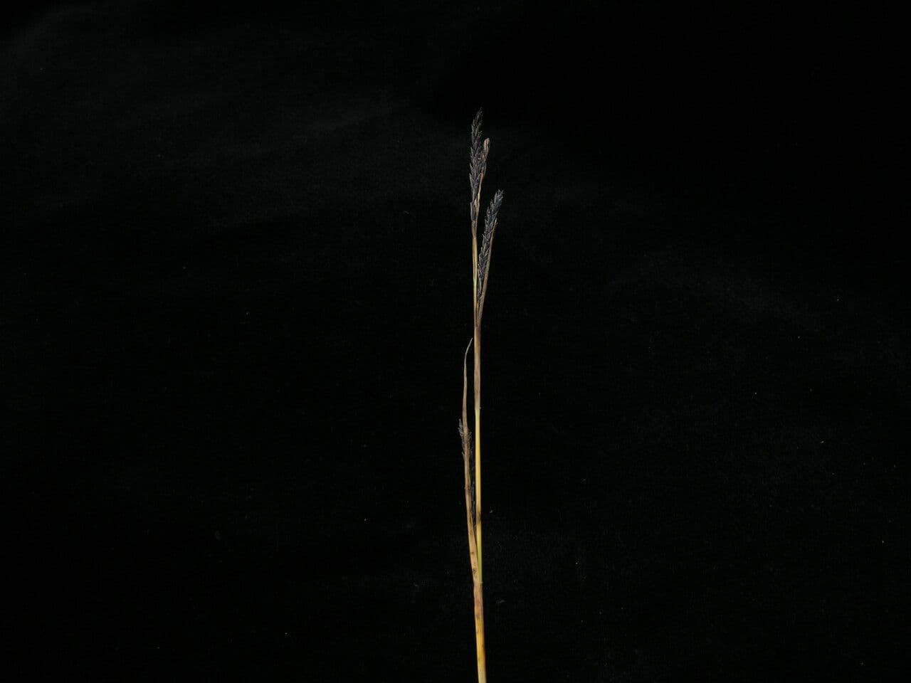 Osemeniec 3
