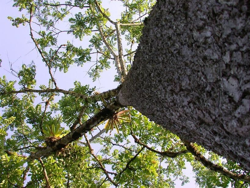 Gelbe HOG-Pflaume 22