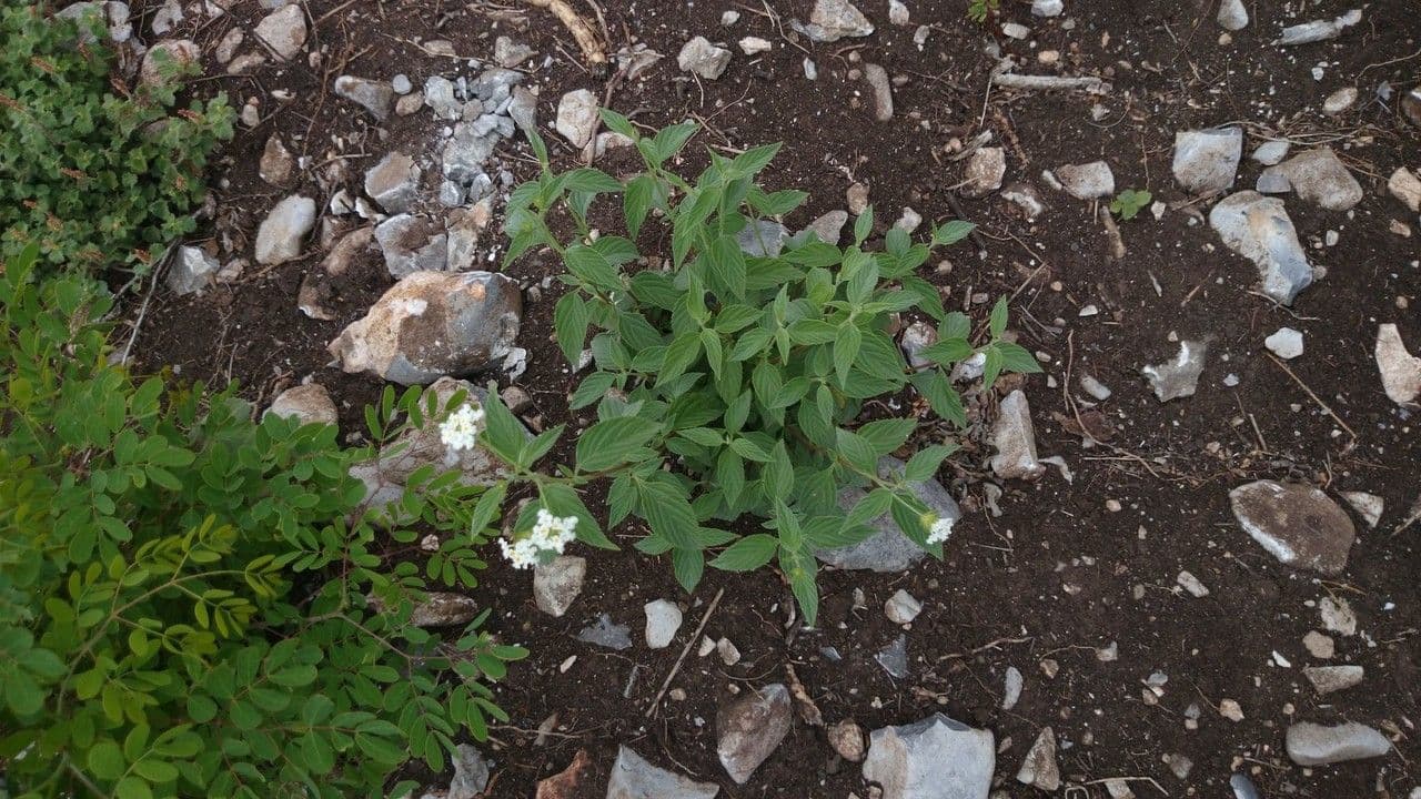 Lantana 8