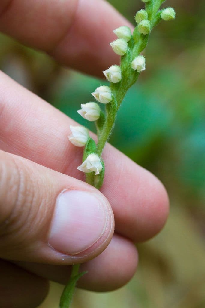 Goodyera tesselata 2