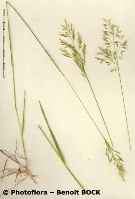 Triseto giallastro 26