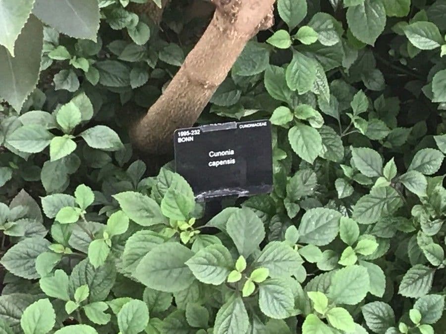 Butterlöffelbaum 15