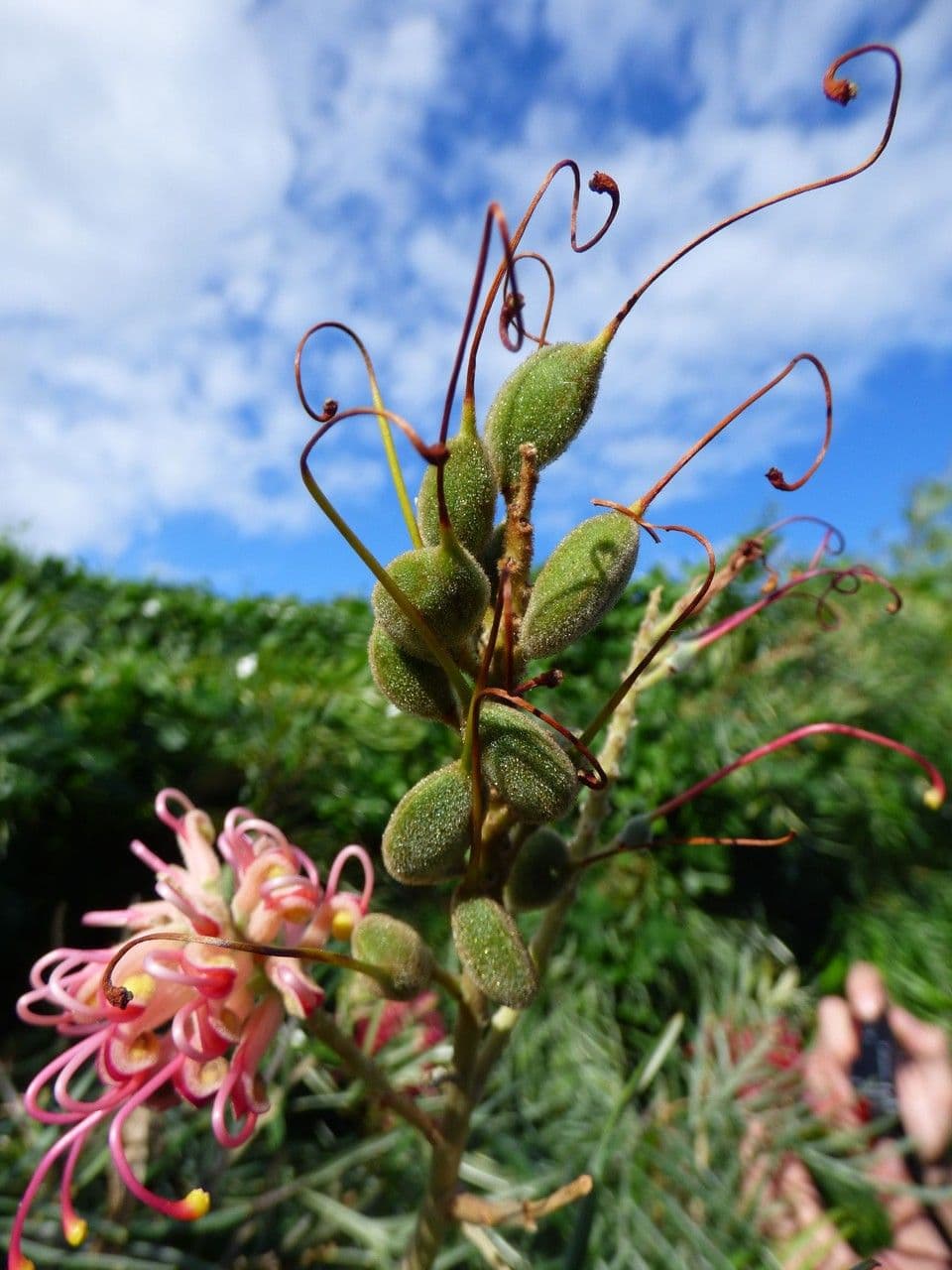 Grevillea 2