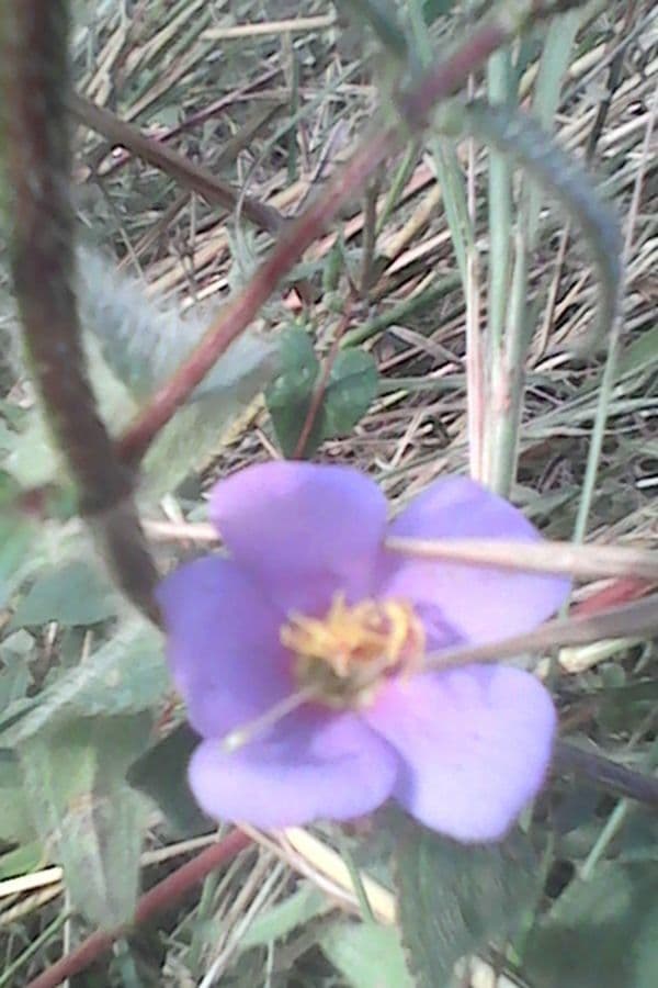 Rosettea 4