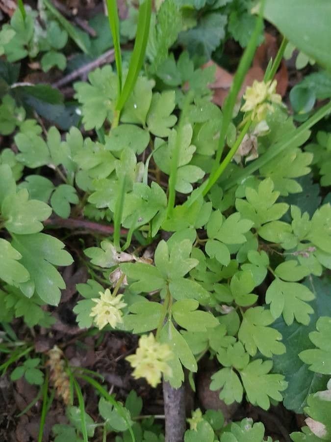 Erba moscatellina 6