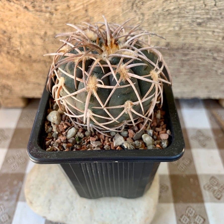 Gymnocalycium 7