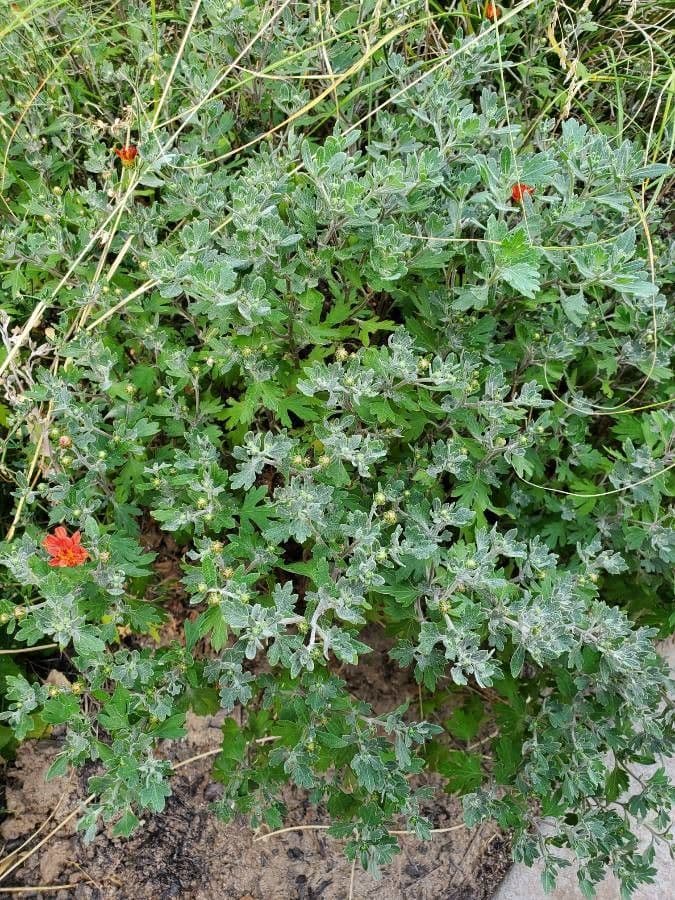 Sphaeralcea 13