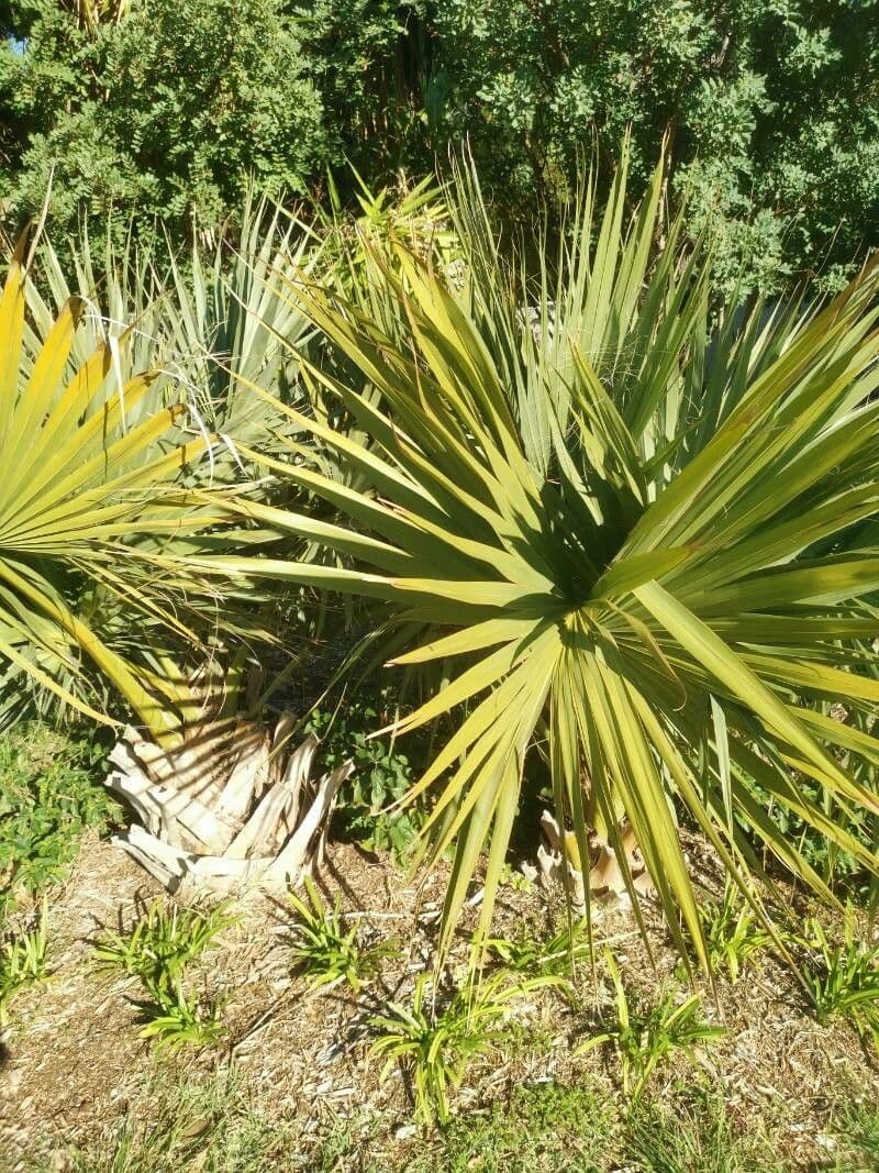 Serenoa 3