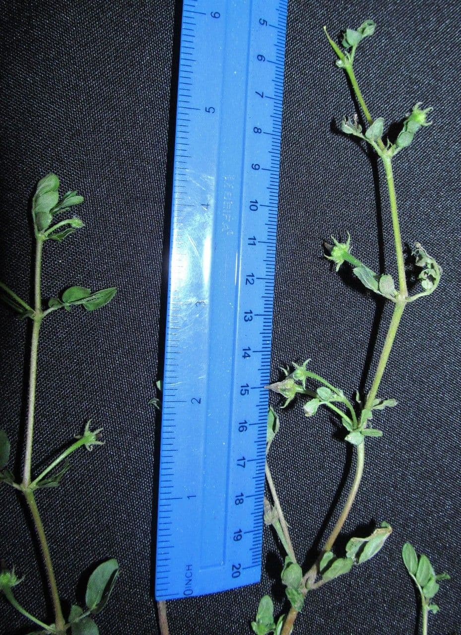 Kallstroemia 16