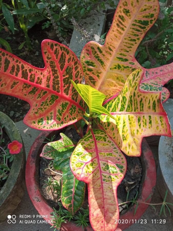 Croton variegato 5