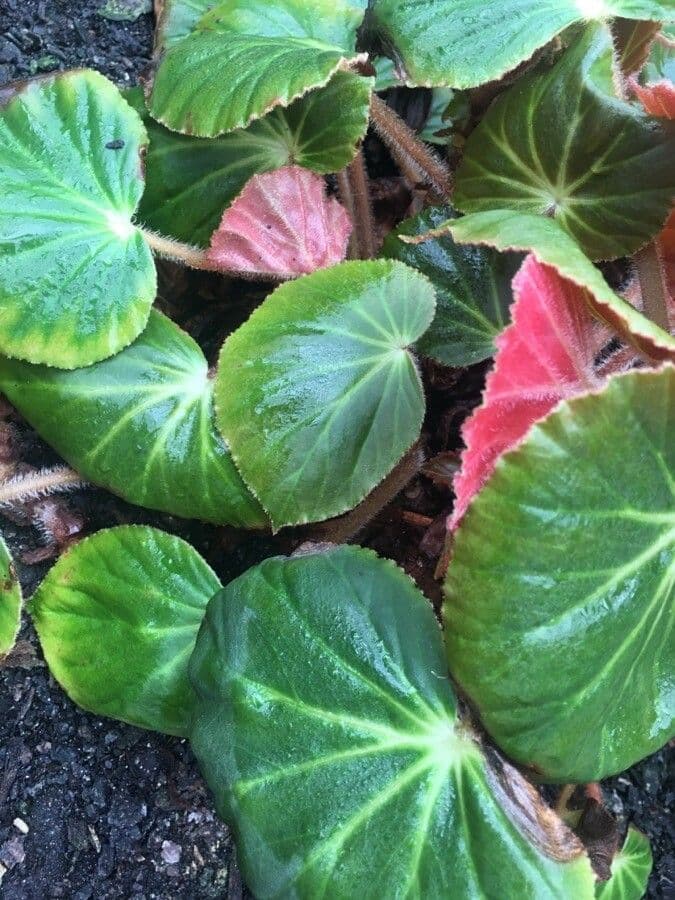 Begonia 4