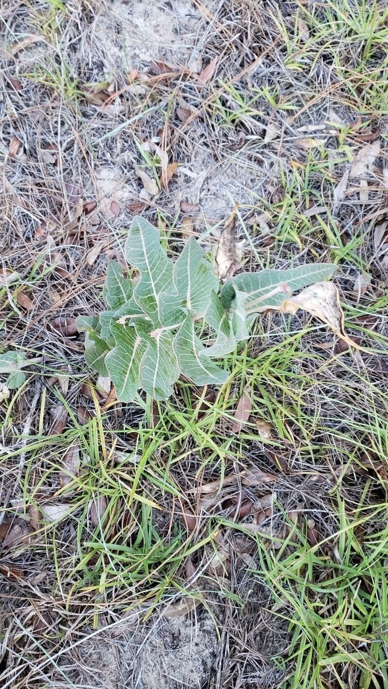 Asclepias 13
