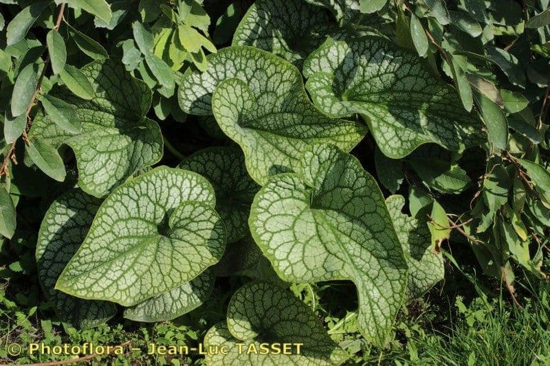 Brunnera macrophylla 24