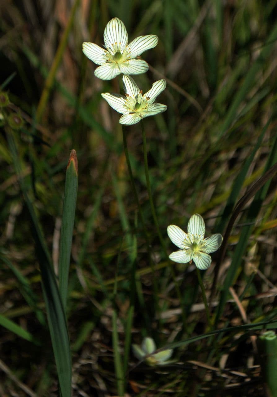 Parnassia glauca 8